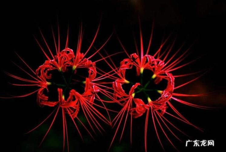 彼岸花特点 彼岸花的简单介绍,彼岸花是什么季节开放的