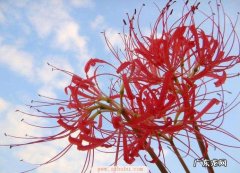 彼岸花特点 彼岸花的简单介绍,彼岸花是什么季节开放的