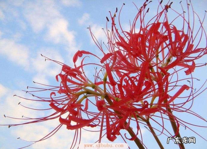 彼岸花特点 彼岸花的简单介绍,彼岸花是什么季节开放的