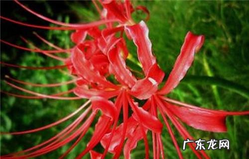 彼岸花特点 彼岸花的简单介绍,彼岸花是什么季节开放的