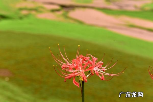彼岸花特点 彼岸花的简单介绍,彼岸花是什么季节开放的
