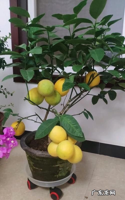 盆栽柠檬树技巧,盆栽柠檬怎么管理 管理柠檬树的技巧