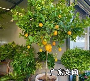 盆栽柠檬树技巧,盆栽柠檬怎么管理 管理柠檬树的技巧