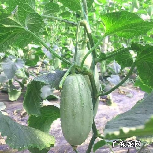 怎么样种植羊角瓜,羊角蜜瓜怎么种