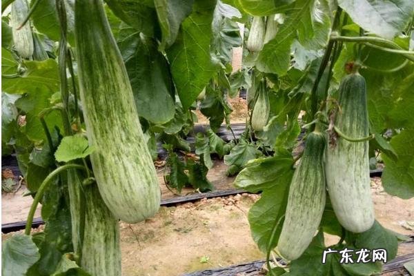怎么样种植羊角瓜,羊角蜜瓜怎么种