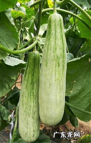 怎么样种植羊角瓜,羊角蜜瓜怎么种