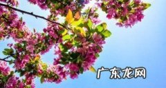 如何自己做养花的肥料,如何制作花的肥料