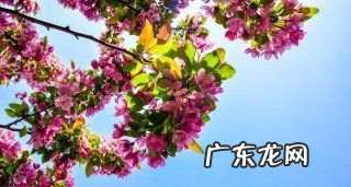 如何自己做养花的肥料,如何制作花的肥料