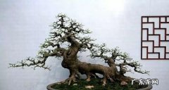 朴树的养殖方法及注意事项,果树种植管理方法
