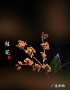 七月什么花八月桂花,每月代表花卉