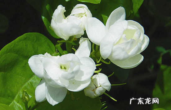 七月什么花八月桂花,每月代表花卉