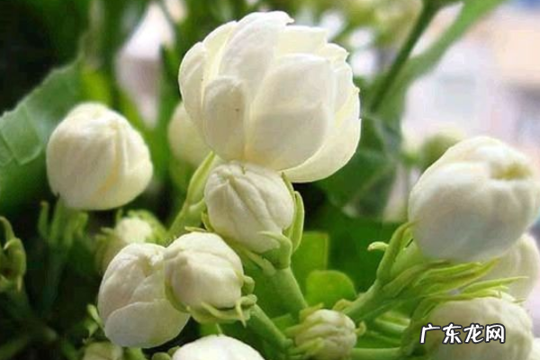 七月什么花八月桂花,每月代表花卉