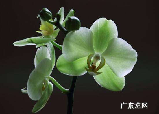 蝴蝶兰放在卧室有毒,蝴蝶兰能放卧室养