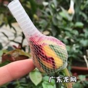 玫瑰花网套怎么去掉摘掉,后天就是情人节了你有什么打算