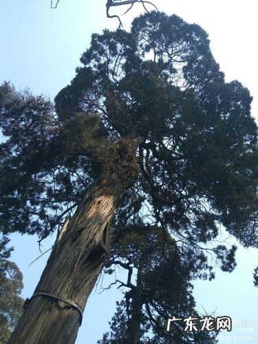黛色参天二千尺说的什么树,杜甫《古柏行》全文