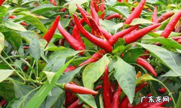 怎么种黄椒 有什么要注意的,辣椒种子怎么种几天出芽