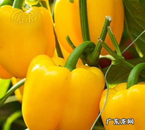 怎么种黄椒 有什么要注意的,辣椒种子怎么种几天出芽