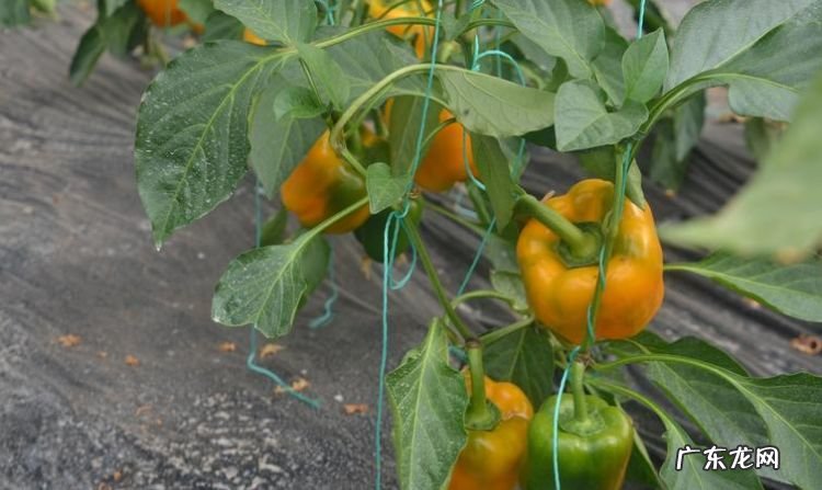 怎么种黄椒 有什么要注意的,辣椒种子怎么种几天出芽