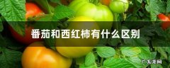 西红柿跟番茄什么区别,番茄和西红柿有什么区别