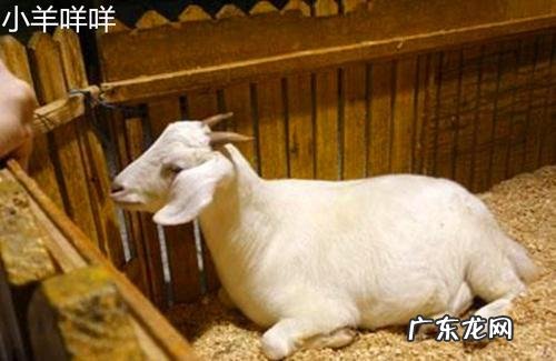 羊是怎么驯化的,鲁滨逊在荒岛上驯养山羊的过程是什么
