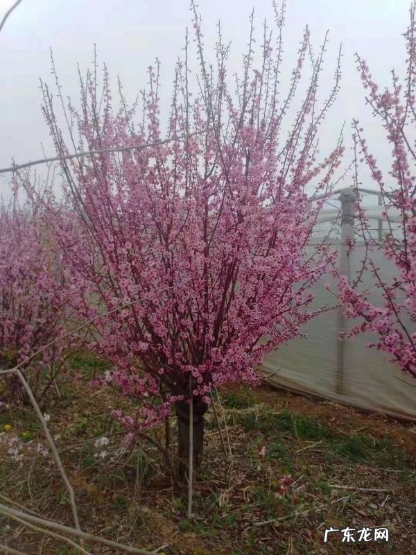 美人梅是什么花,美人梅是什么花序