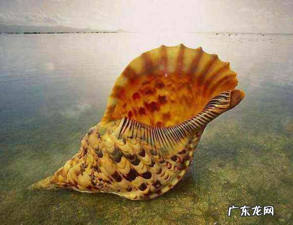 海螺为什么可以听到海的声音,为什么海螺里面能听到声音