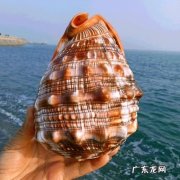 海螺为什么可以听到海的声音,为什么海螺里面能听到声音
