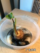 芋头放水里会发芽,芋头怎么水培发芽