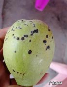 芒果为什么长斑,芒果长黑斑是什么原因