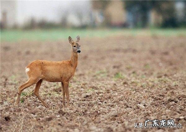 什么是野生动物,野生动物保护区有什么动物