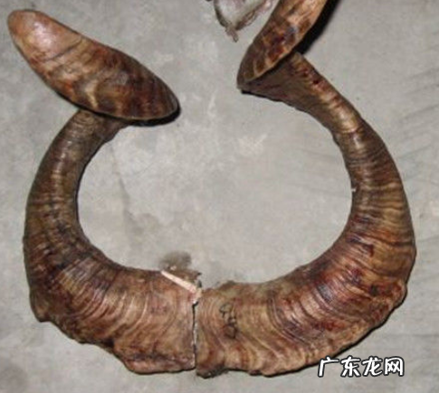 羊角臭味怎么去掉,羊角梳臭味用氢氧化钠能去除