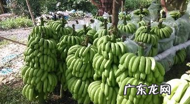 为什么香蕉皮擦脸会黑,用香蕉皮敷脸有什么好处和坏处