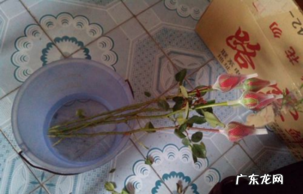 玫瑰怎么在家去刺,如何去除玫瑰花刺
