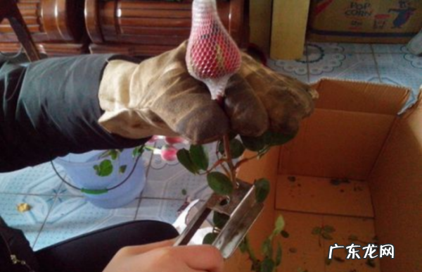 玫瑰怎么在家去刺,如何去除玫瑰花刺