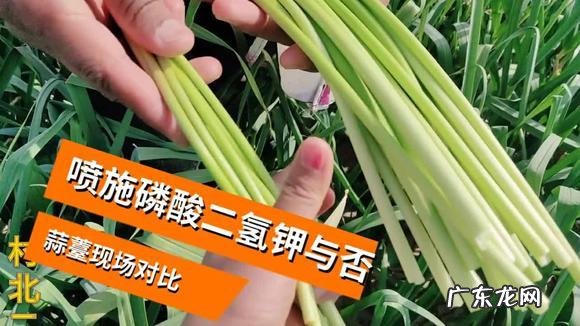 大蒜可以喷施磷酸二氢钾,大蒜膨大用什么药