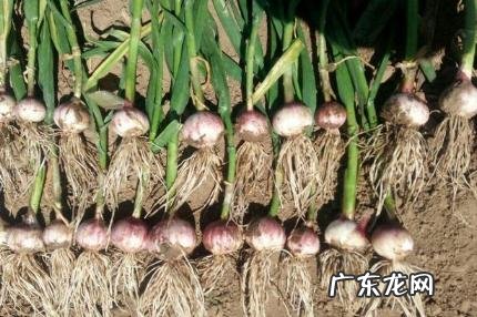 大蒜可以喷施磷酸二氢钾,大蒜膨大用什么药