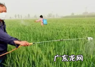 大蒜可以喷施磷酸二氢钾,大蒜膨大用什么药