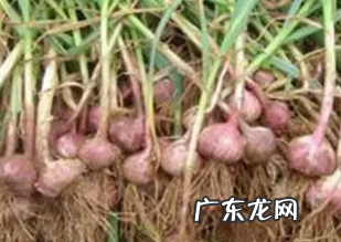 大蒜可以喷施磷酸二氢钾,大蒜膨大用什么药