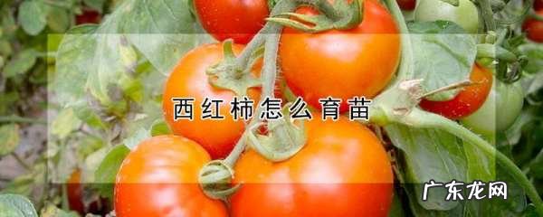 怎么样育好西红柿苗,西红柿怎样育苗