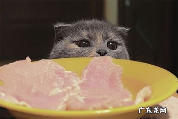 猫瘦了怎么增肥,猫吃什么可以增肥发腮