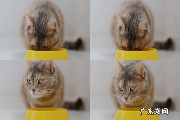 猫瘦了怎么增肥,猫吃什么可以增肥发腮