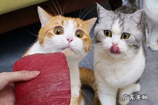 猫瘦了怎么增肥,猫吃什么可以增肥发腮