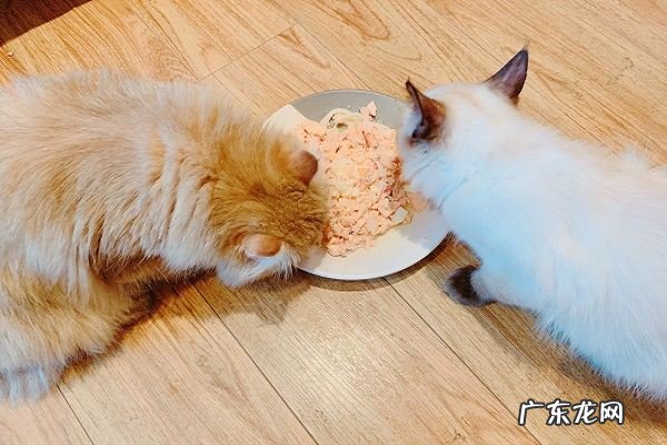 猫瘦了怎么增肥,猫吃什么可以增肥发腮