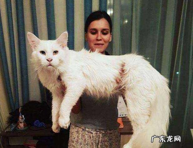 猫瘦了怎么增肥,猫吃什么可以增肥发腮