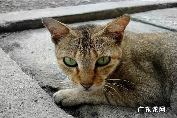 猫瘦了怎么增肥,猫吃什么可以增肥发腮