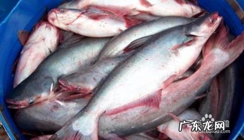巴沙鱼如何去除碱水味,铁板巴沙鱼做法