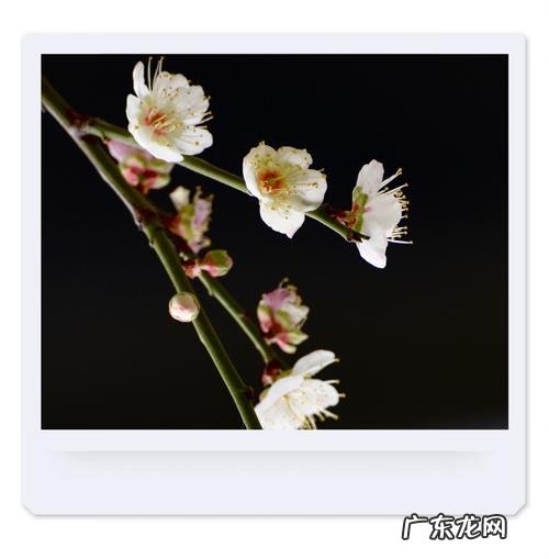 梅花香自苦寒来什么意思,梅花香自苦寒来的意思是什么意思