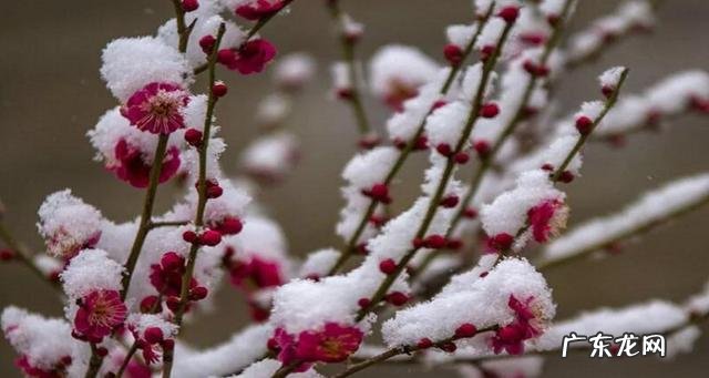 梅花香自苦寒来什么意思,梅花香自苦寒来的意思是什么意思