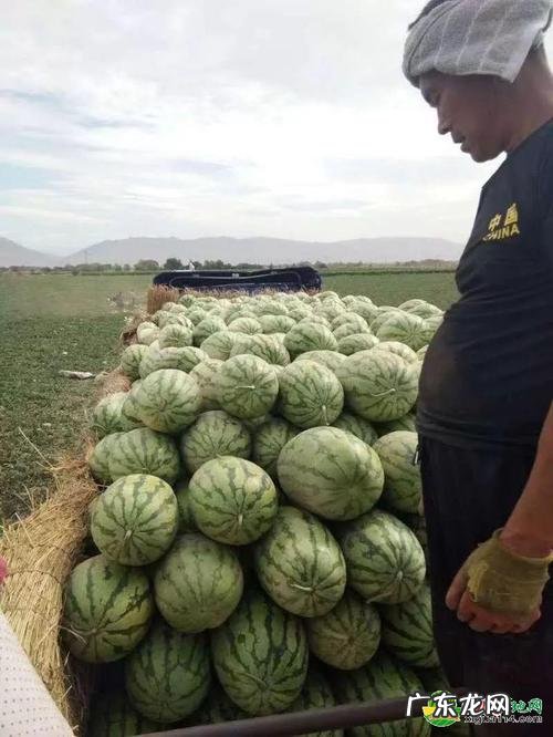 西瓜多少钱一斤,百果园一年西瓜卖多少钱