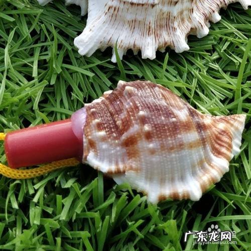 听海螺为什么会有声音,空海螺为什么会响